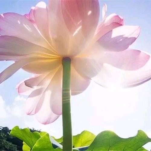 葉.知秋