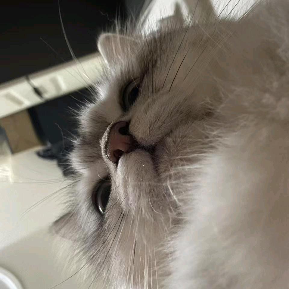 文豪子公初雪