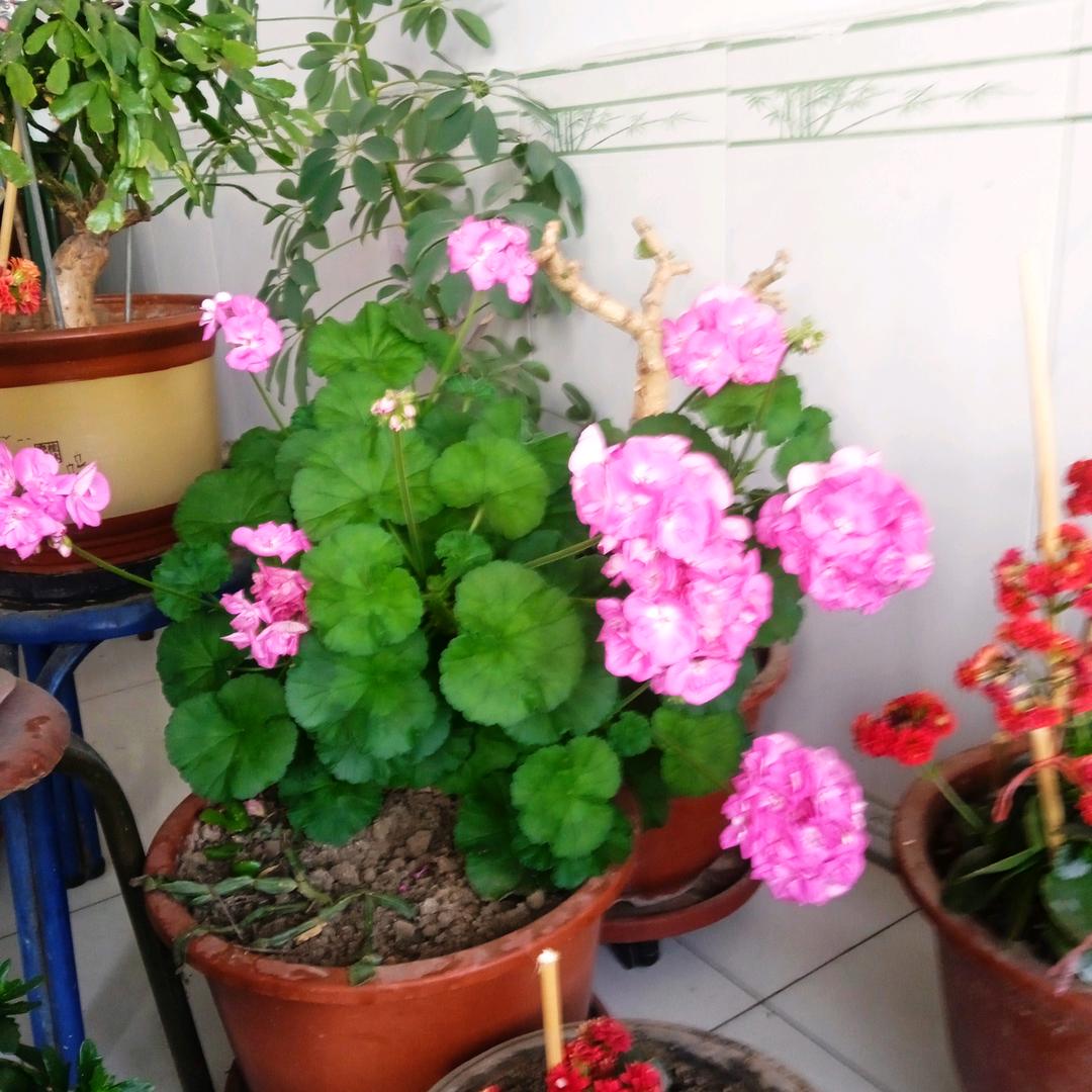 花開富貴