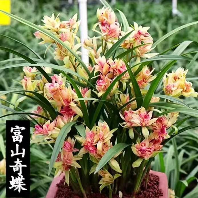䕼