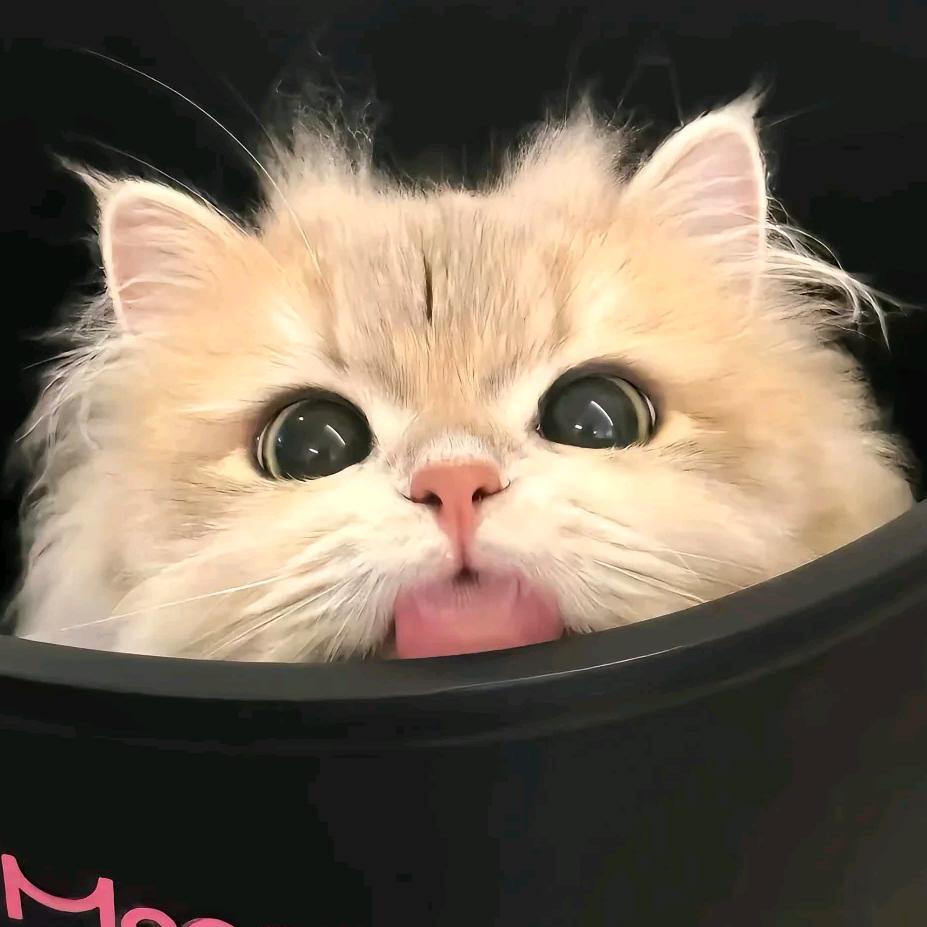 被雨淋湿的小狗🐕