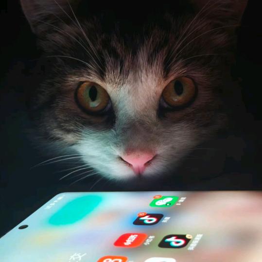 尾巴