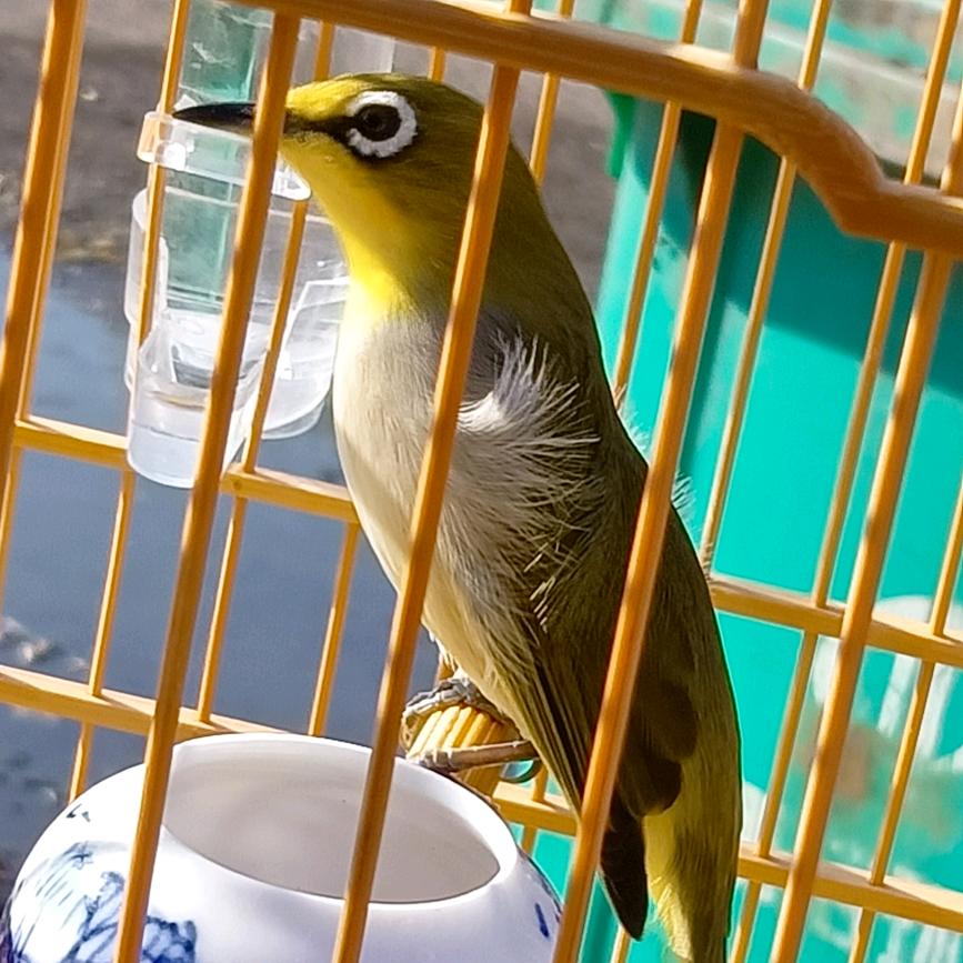 钓鱼人618