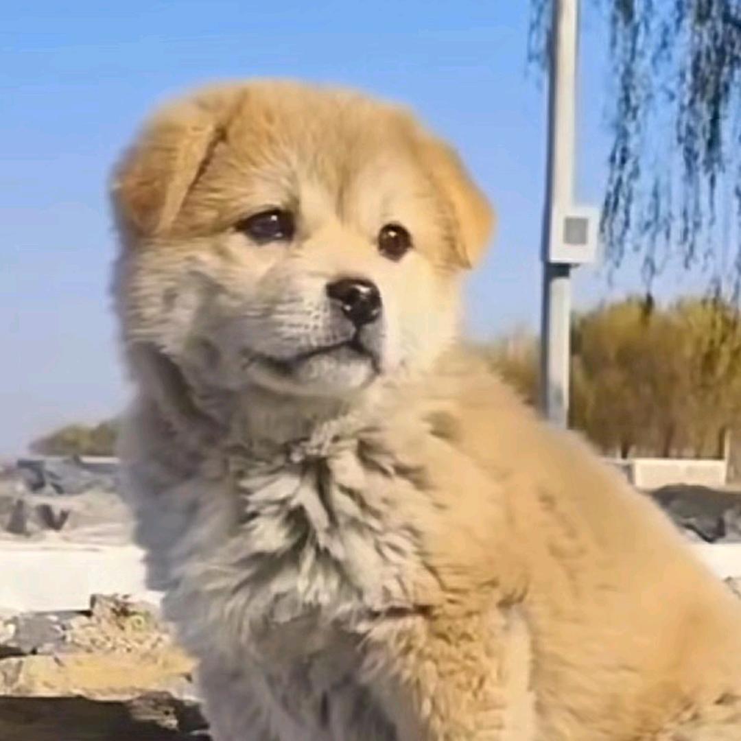 油条小子–不正宗的小土狗