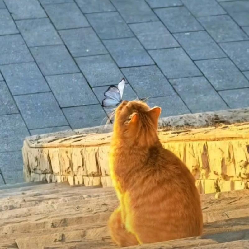 猫猫大王