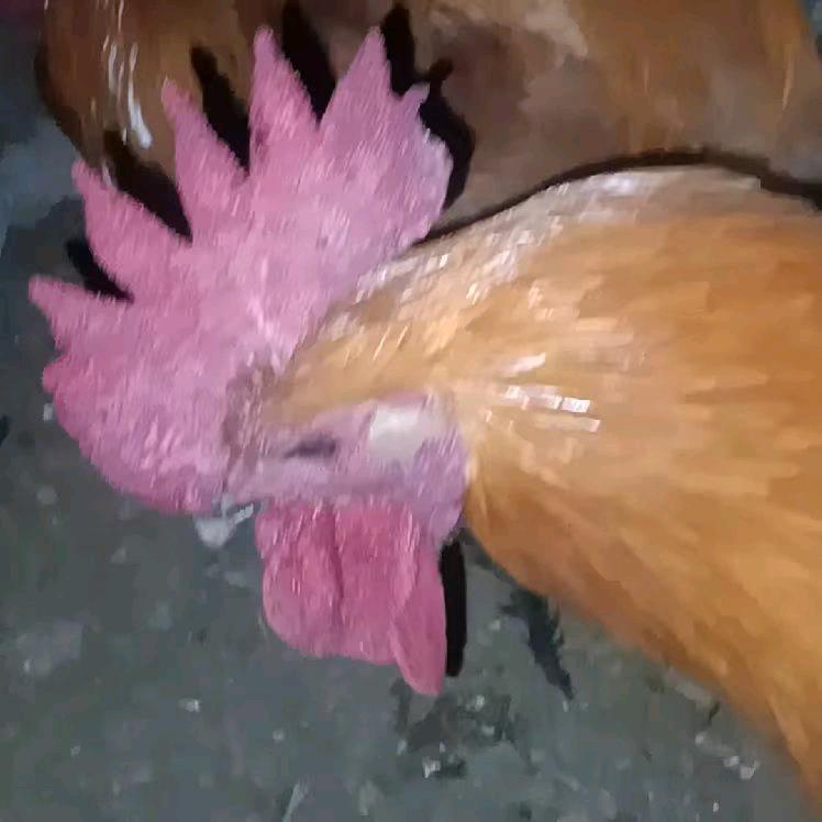 正宗散养土鸡