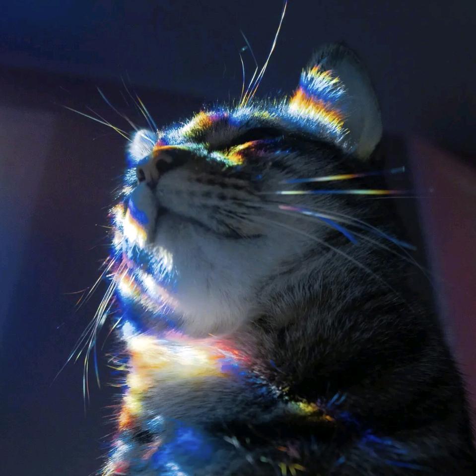 做自己的自由树