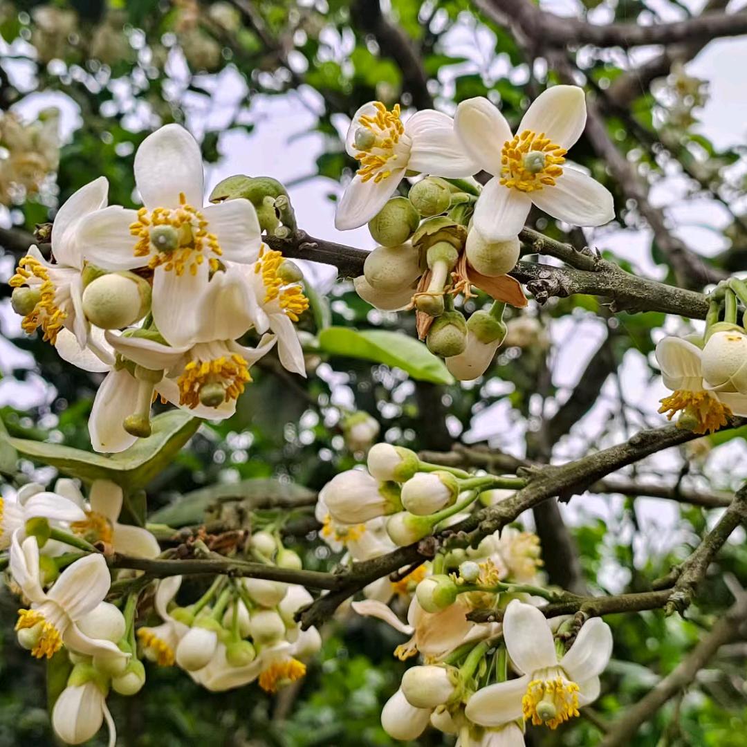 沉香、化橘红苗