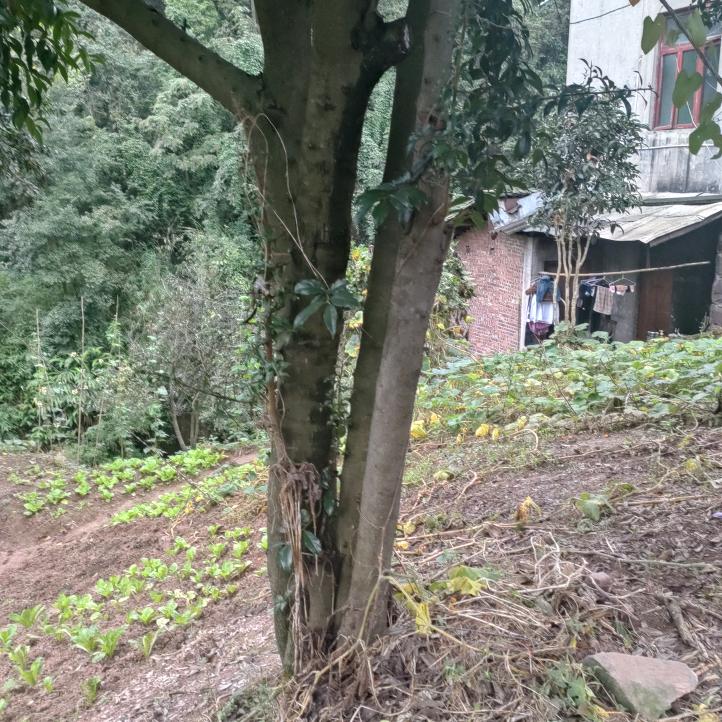 用户408797689953啊华