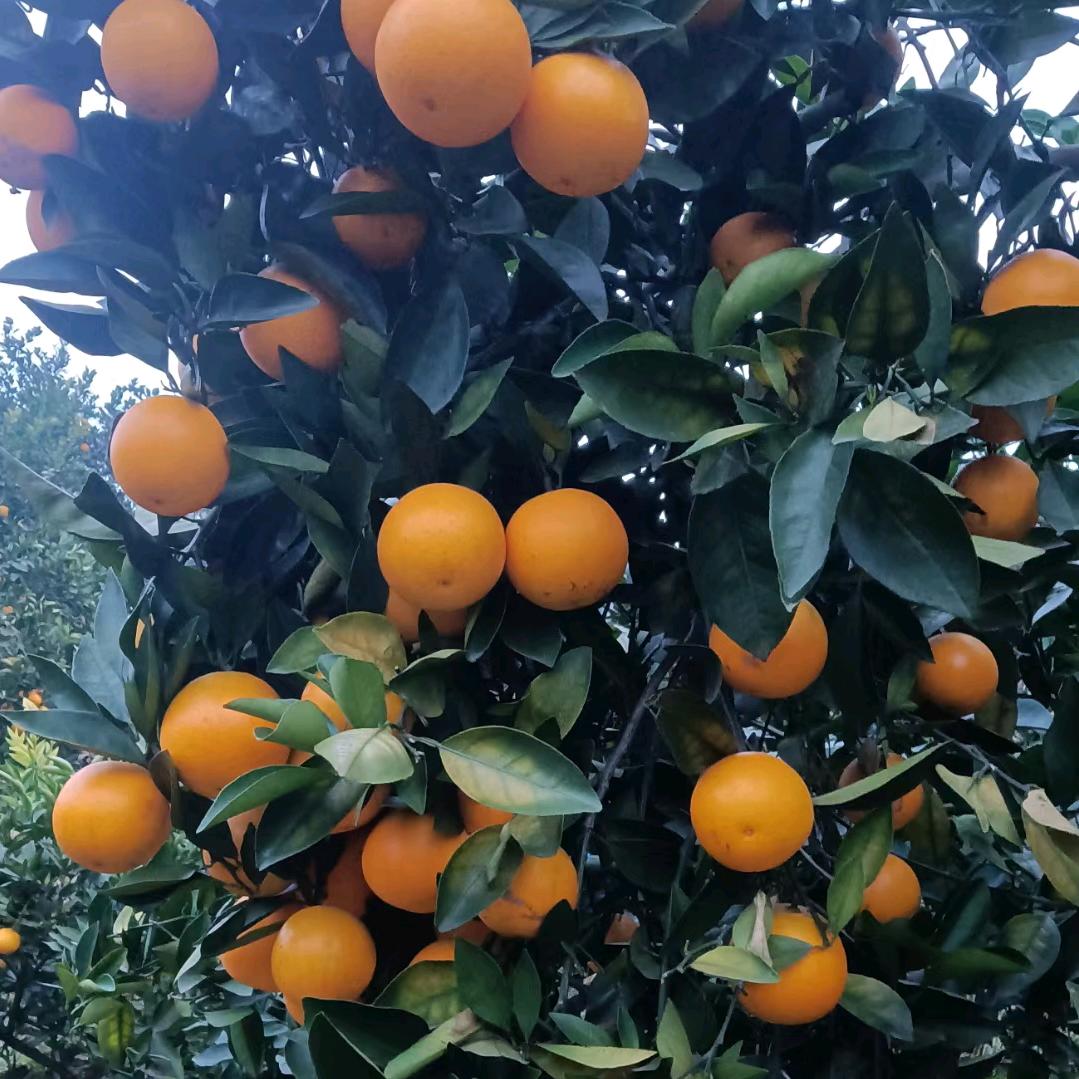 🍂ꦿ幸໊ཀྃ运ོ࿐ᝰꫛꫀ多财ོ多亿