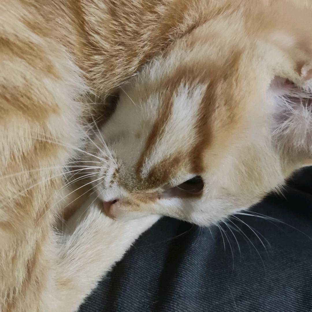 Medi陈黑猪