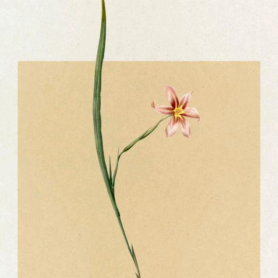 卡瓦烧烤