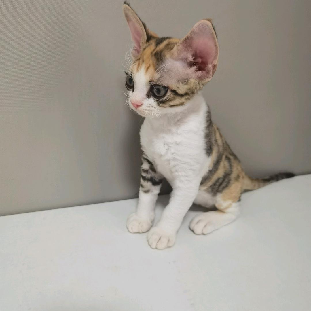 德文卷毛/种公繁育