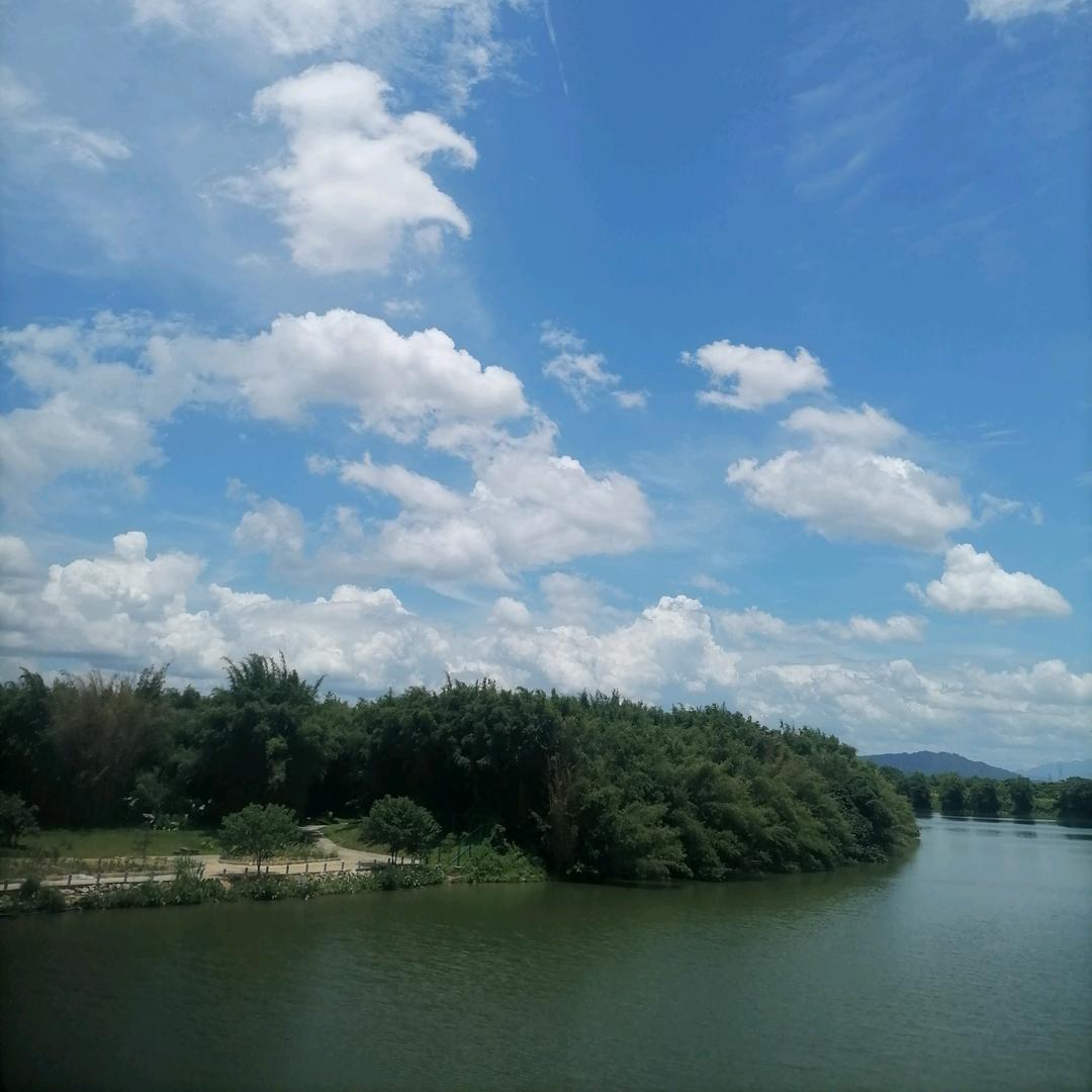 冬瓜
