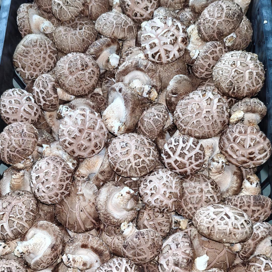 香菇产地直销  李@