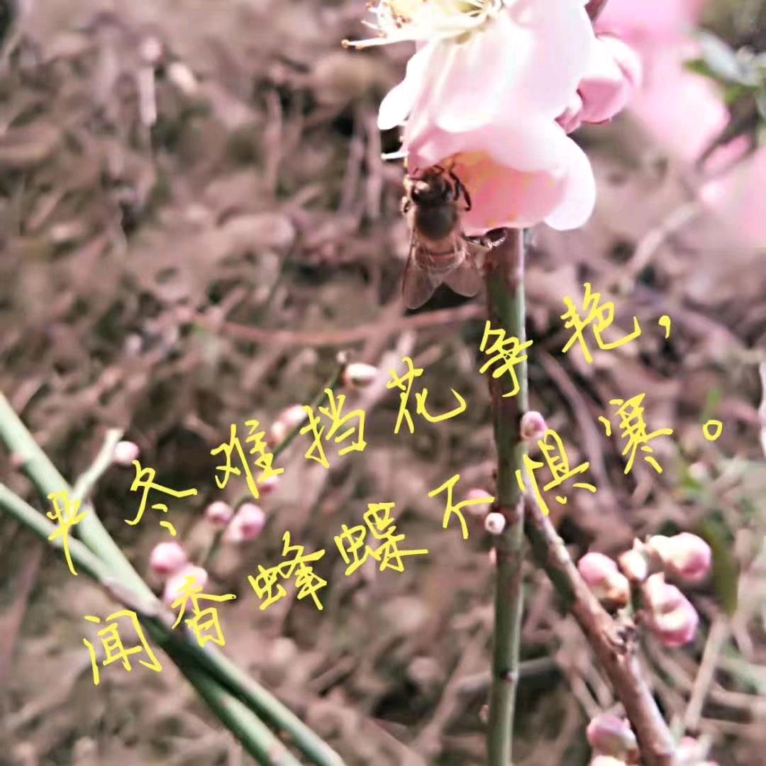 花香蜜郁