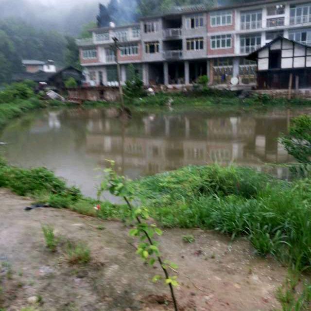 林哥,