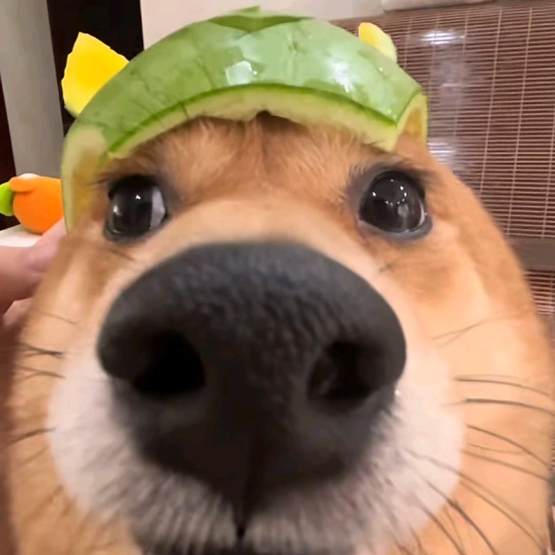 吃出蟑螂追厨师两条街