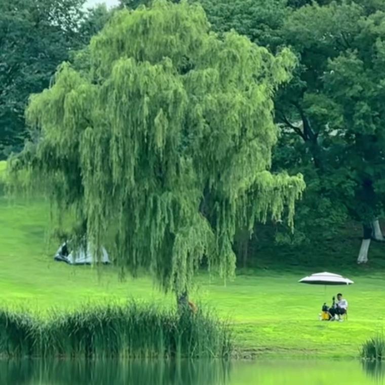 清清河边草