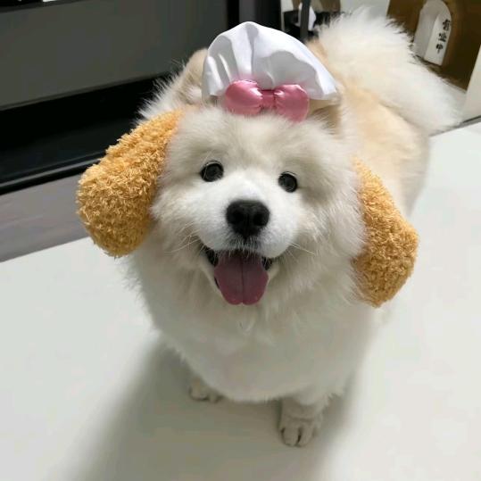 栀