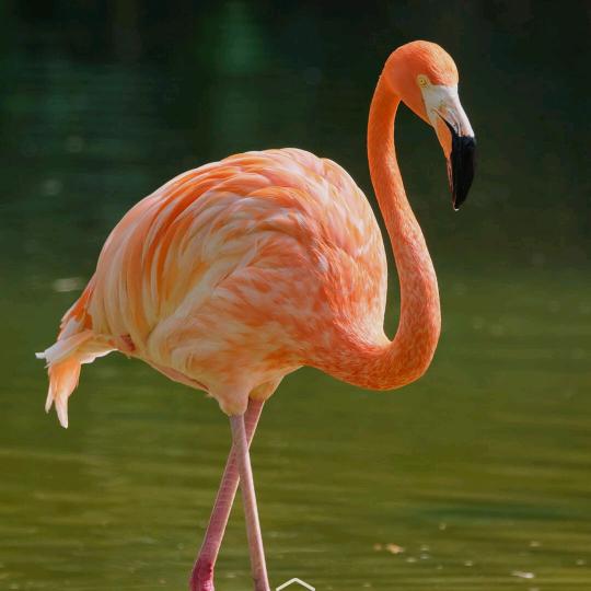 @এ᭄正在输入…ོ