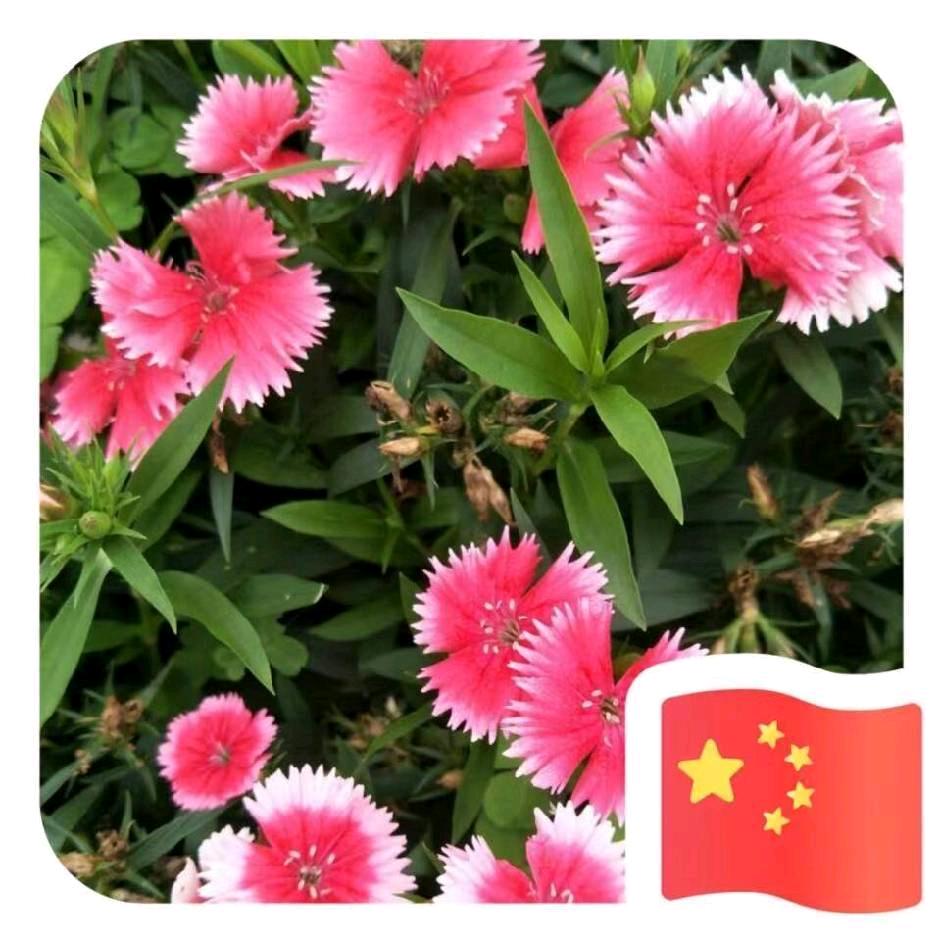 梦妈