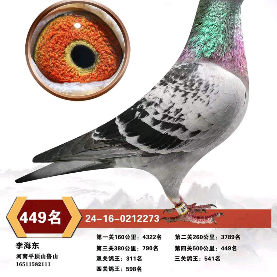 中原鹰城赛鸽 东东