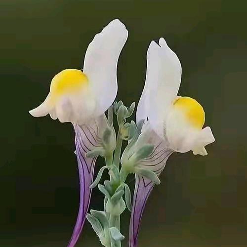 木澜
