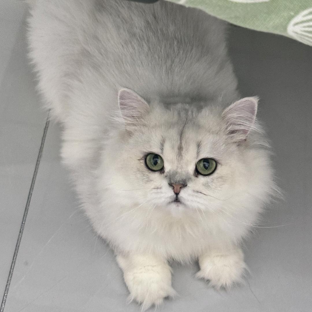 猫小北