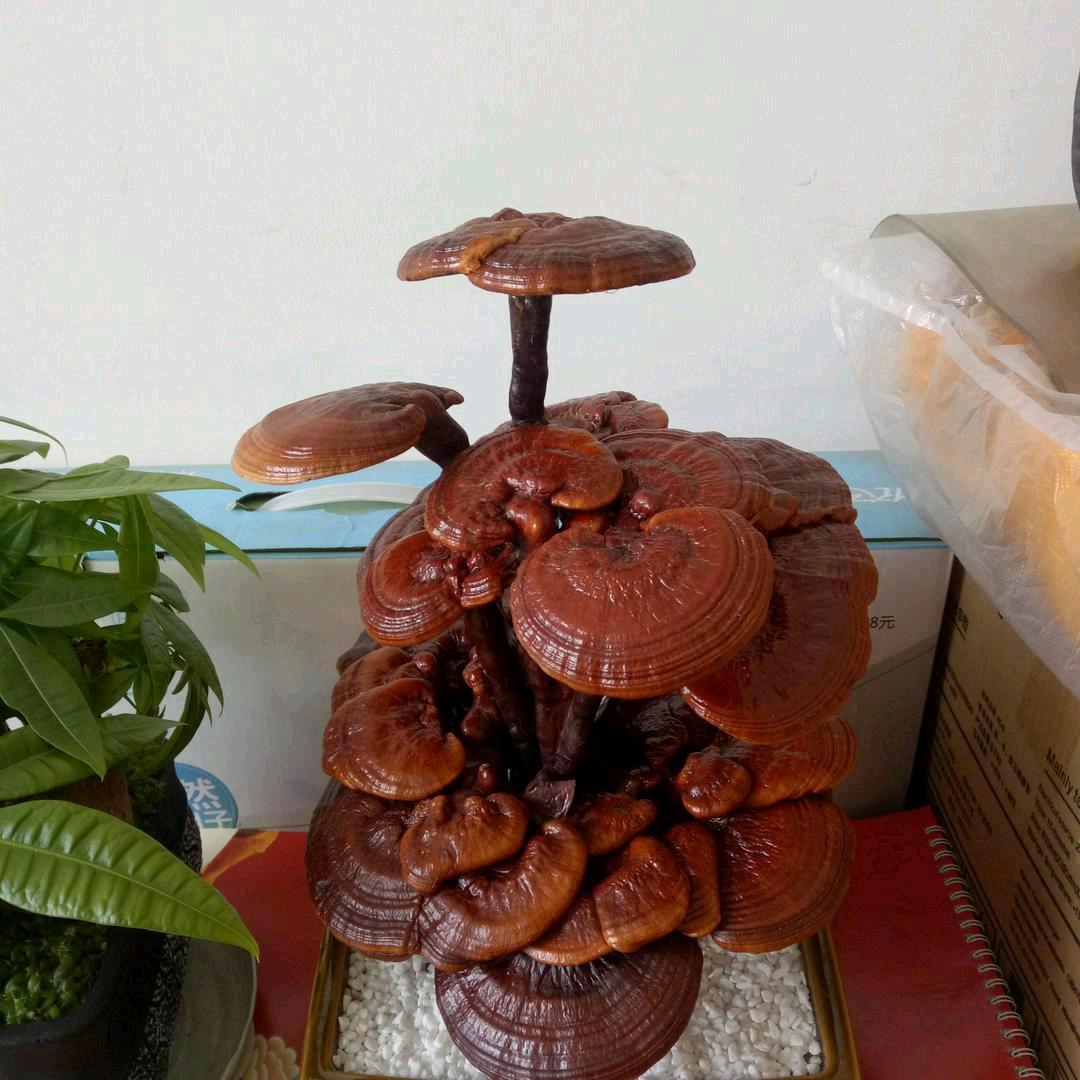 罗娜