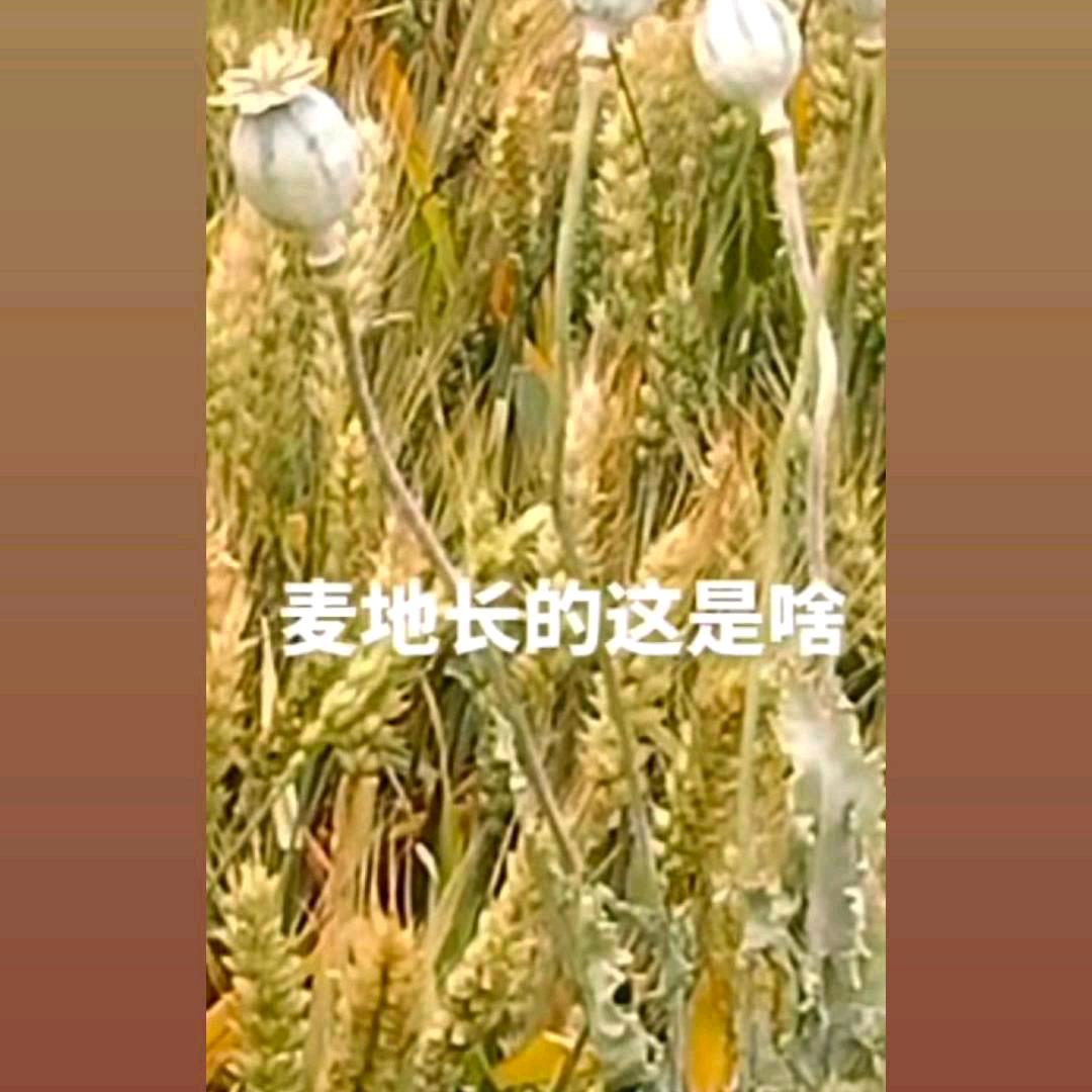 异域风情街