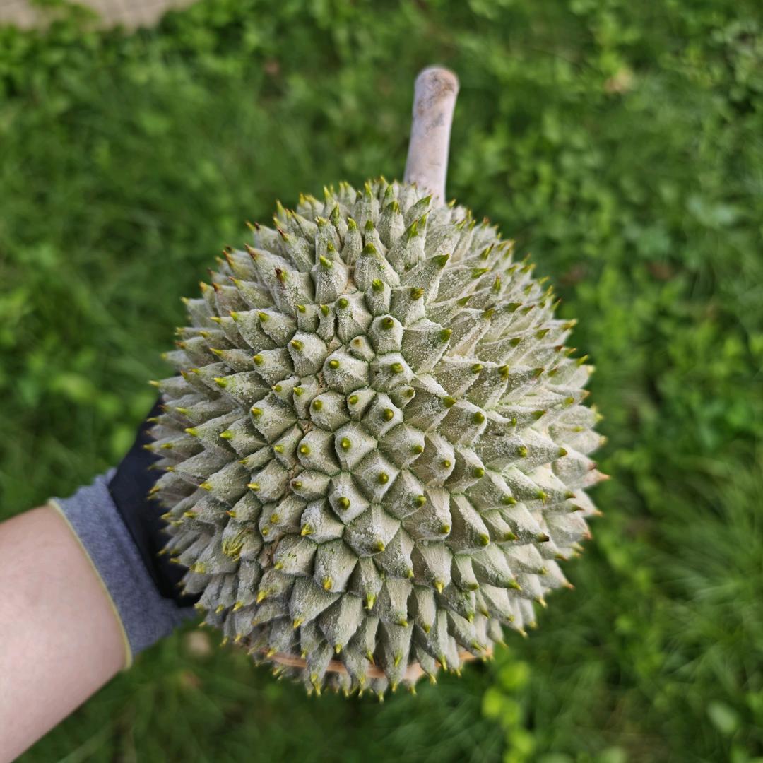 小品榴-马来西亚榴莲