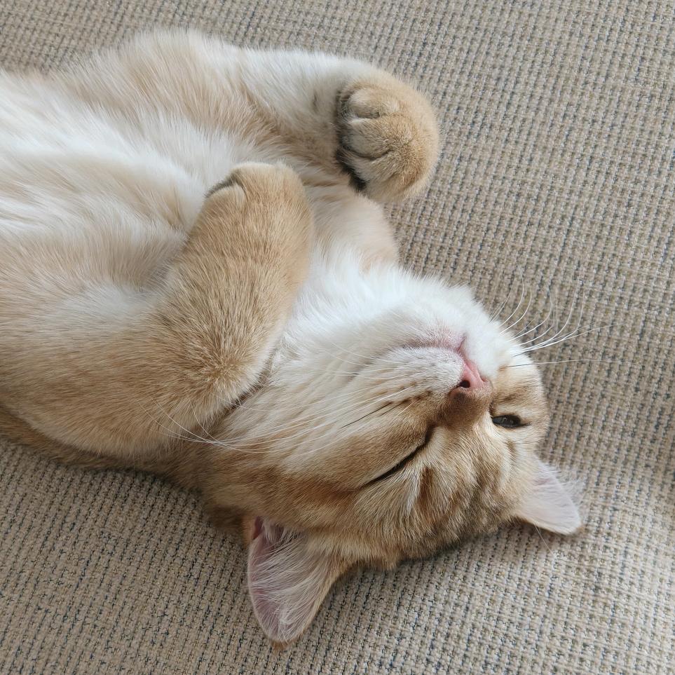 大圣猴哥🐒头像