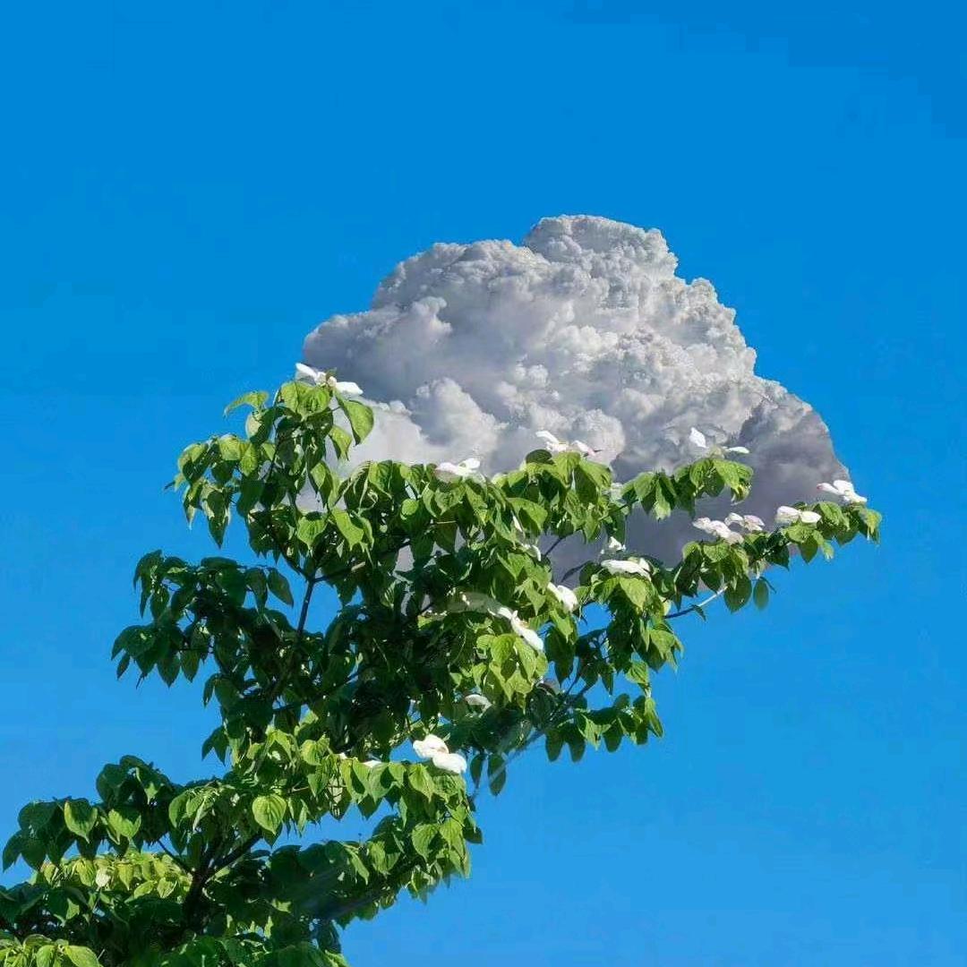 怪我太天真