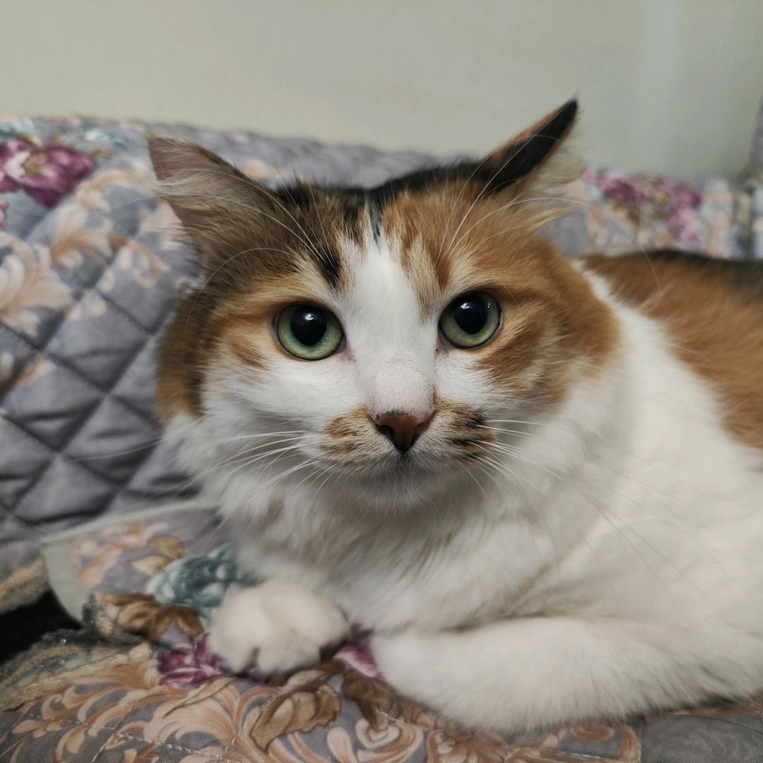叱咤月海鱼鱼猫