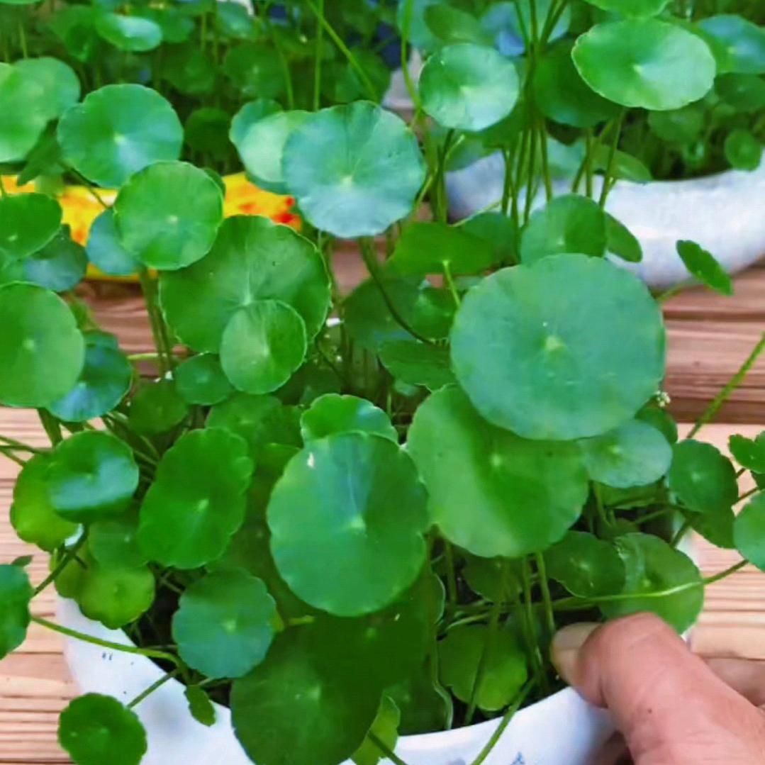 枝《爱养花》