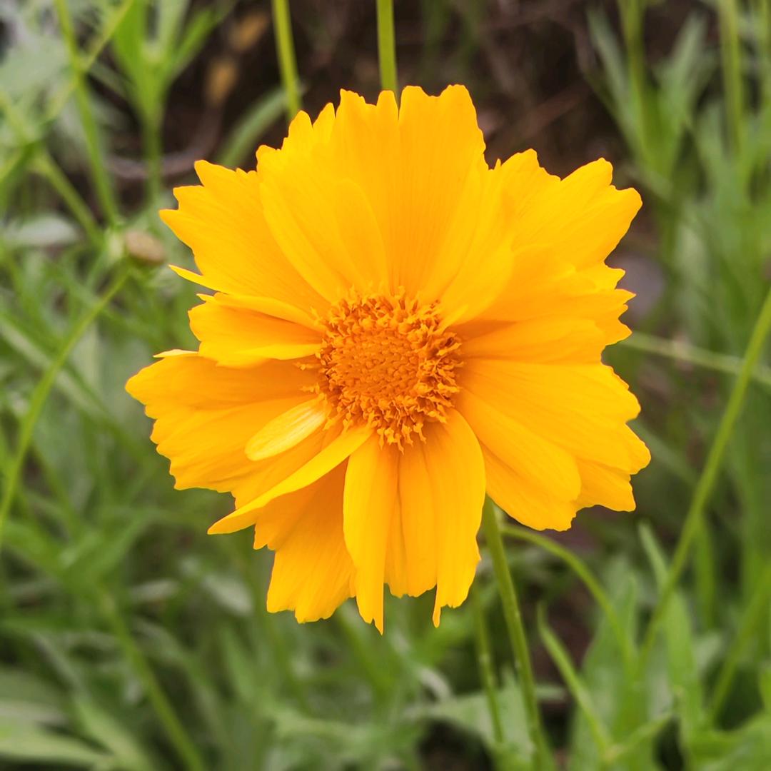 爱吃红薯的野丫头(锁芯)