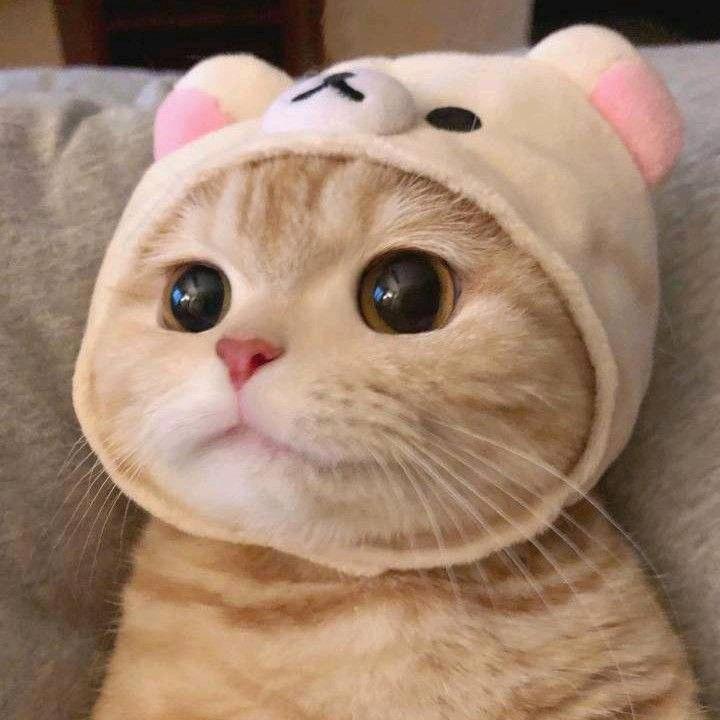 喵喵爱吃鱼