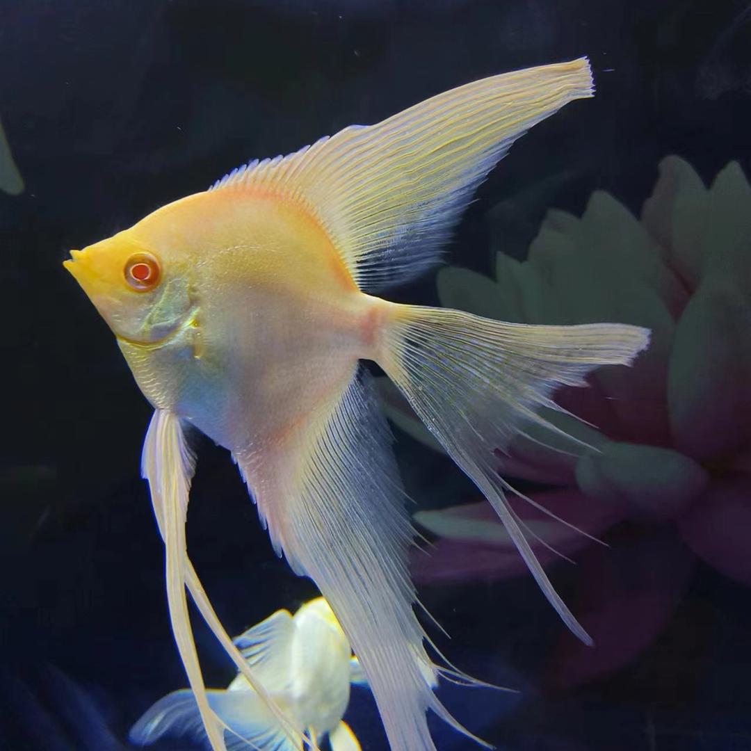 迷糊家族水族