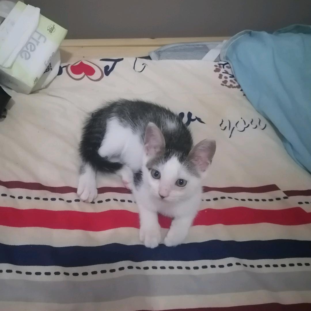 路飞洒马不是奶牛猫