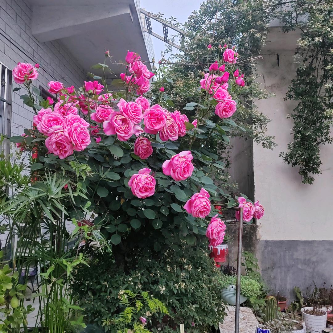 以诚，相待