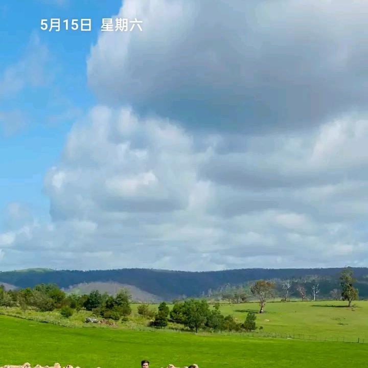 智哥
