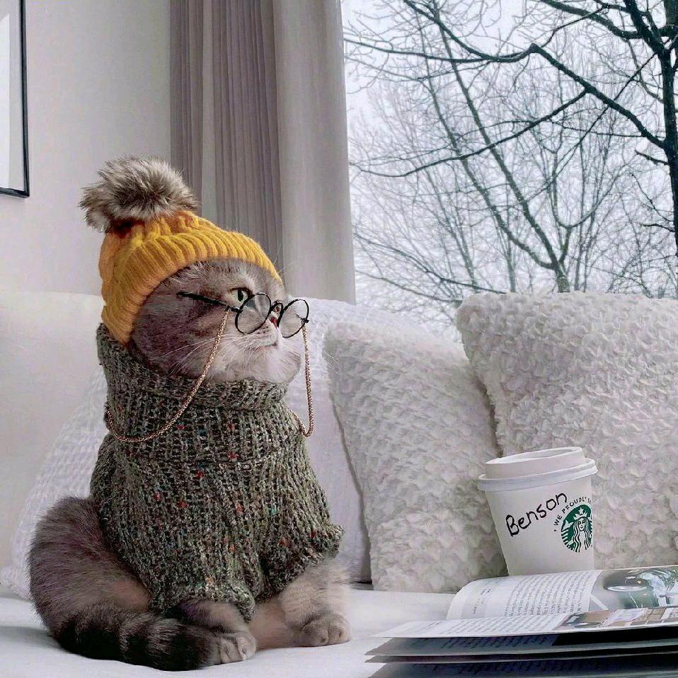 滚雪球的猫菲特