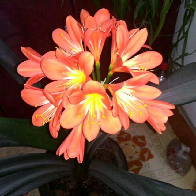 花开富贵11886