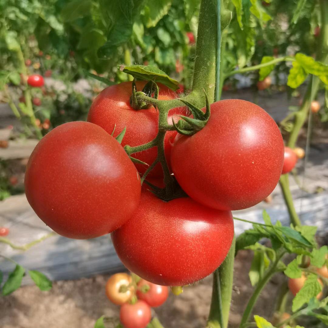 阳光正好☀️