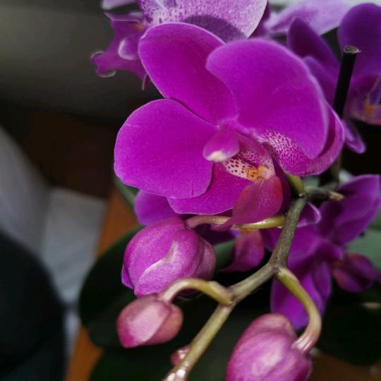 @湘D嫁鄂C(79年羊宝宝)