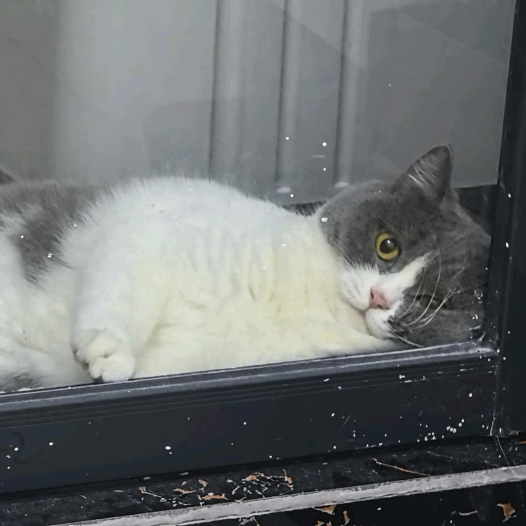 爱吃罐罐的咪咪