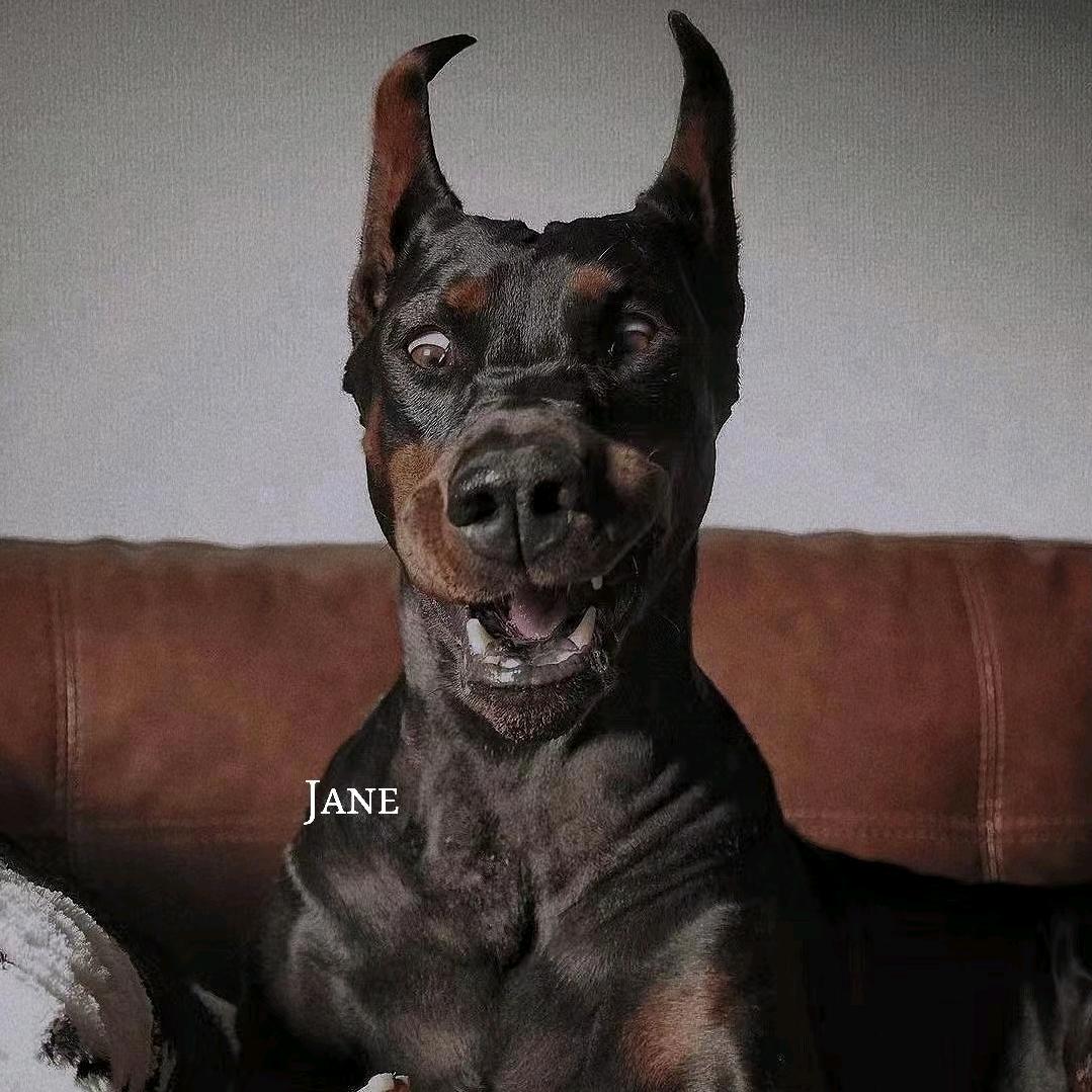 孤僻似困兽🐾