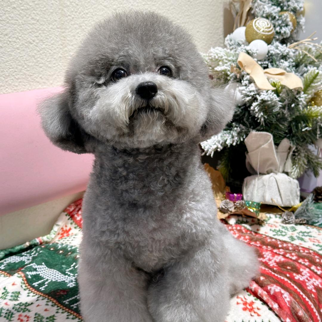 双子座小灰灰