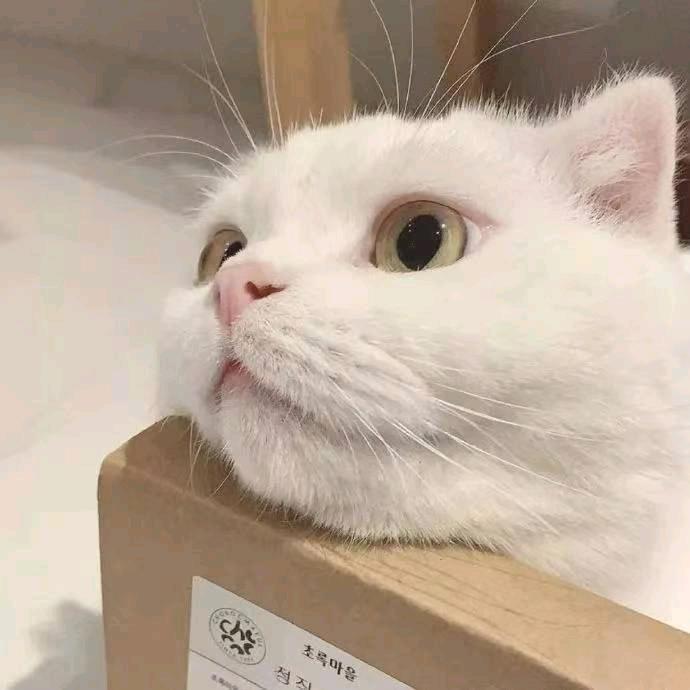 考拉。